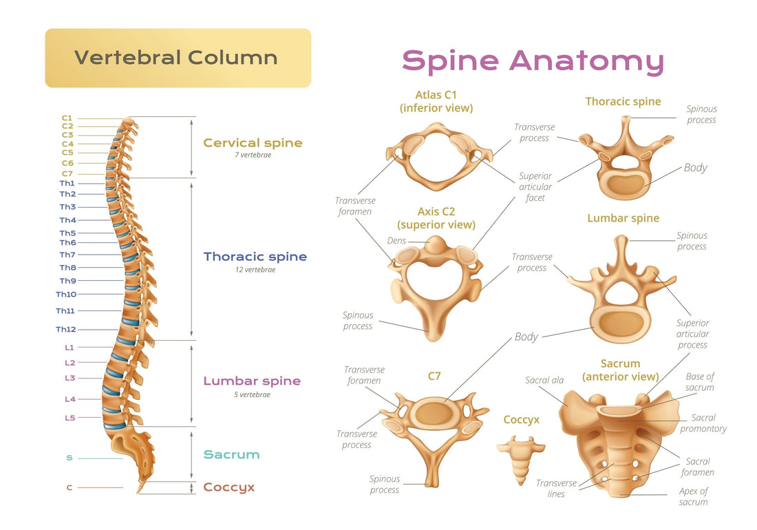 Diagram of an ergonomic cervical pillow showing the center hollow zone for skull support and head vertebra stability. It illustrates how the pillow maintains the natural C-curve of the neck to relieve morning stiffness and 'tech neck' pain