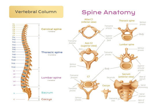 Diagram of an ergonomic cervical pillow showing the center hollow zone for skull support and head vertebra stability. It illustrates how the pillow maintains the natural C-curve of the neck to relieve morning stiffness and 'tech neck' pain